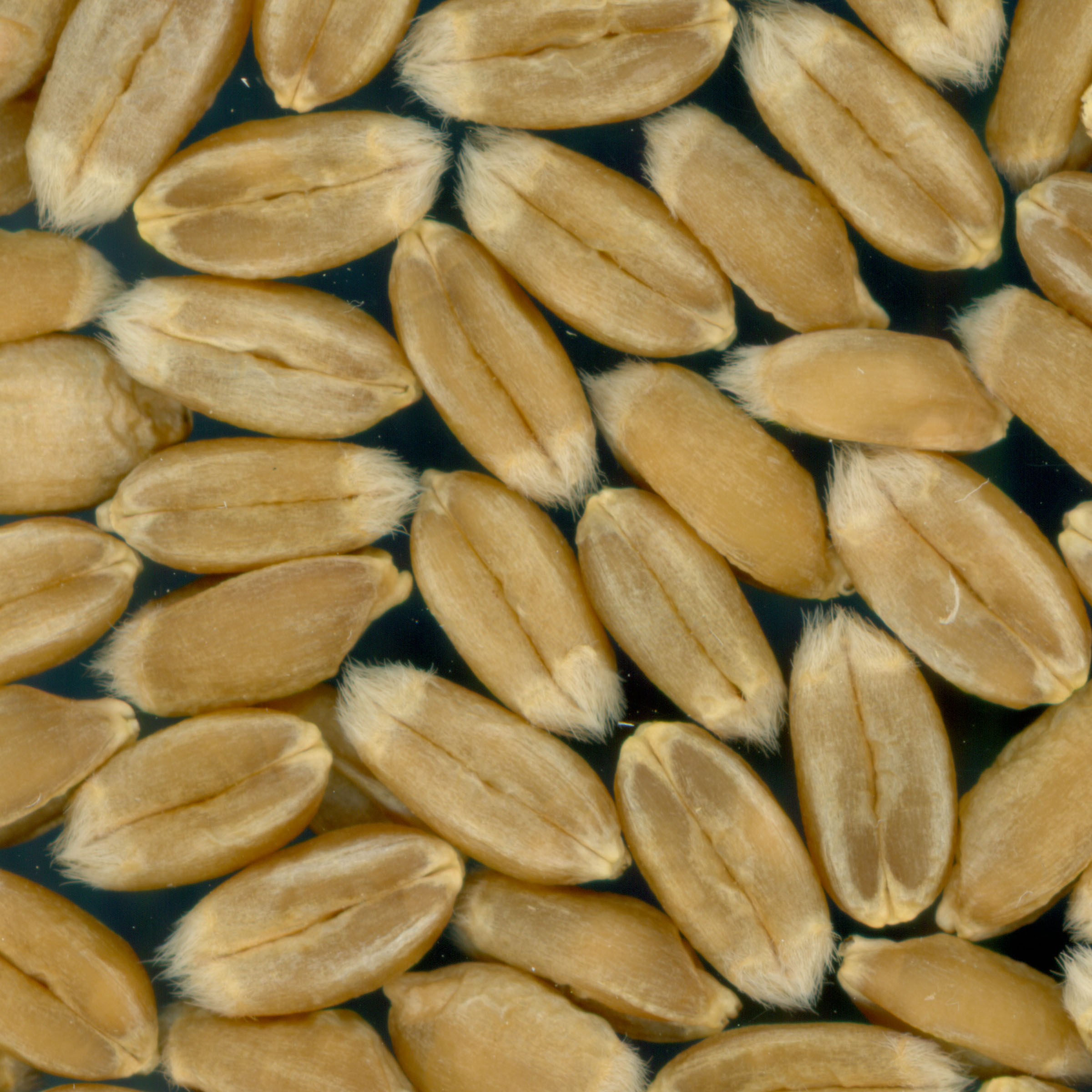 KERNELS